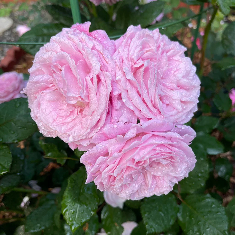 Summer Romance German Florist Shrub Rose