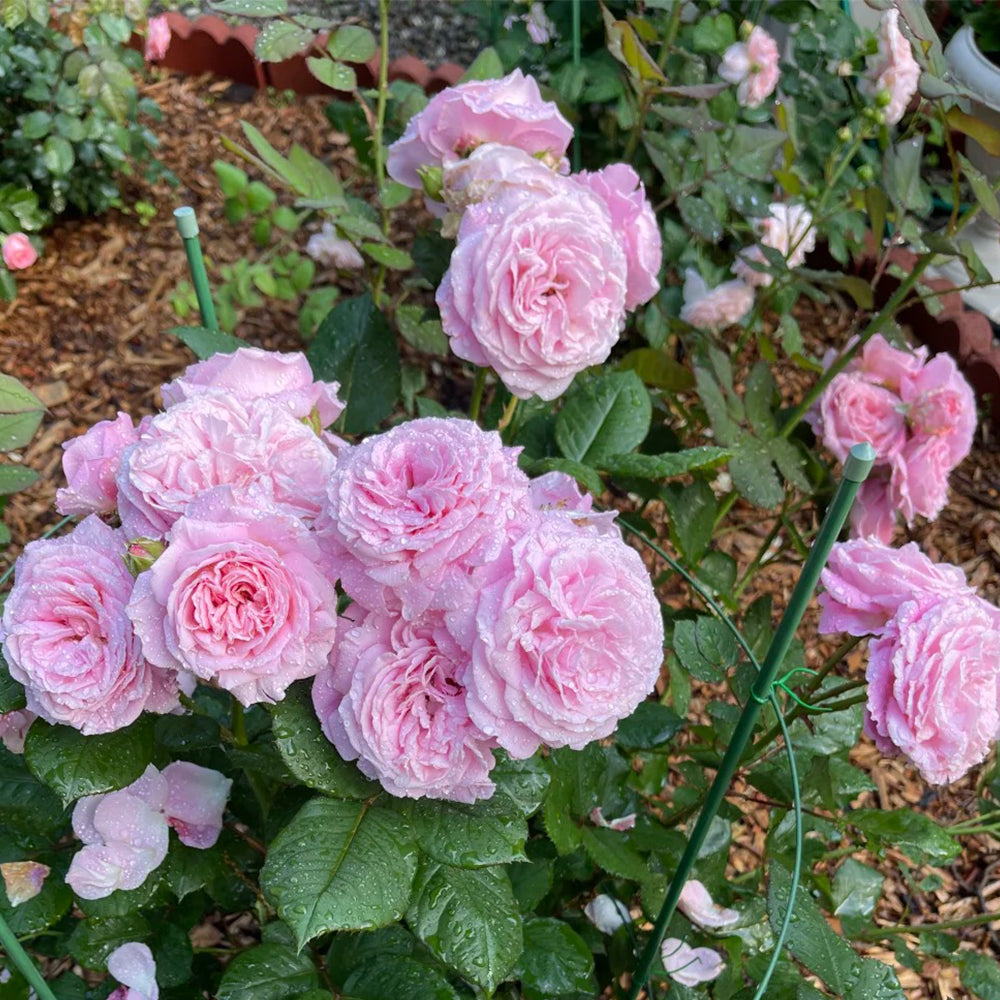 Summer Romance German Florist Shrub Rose