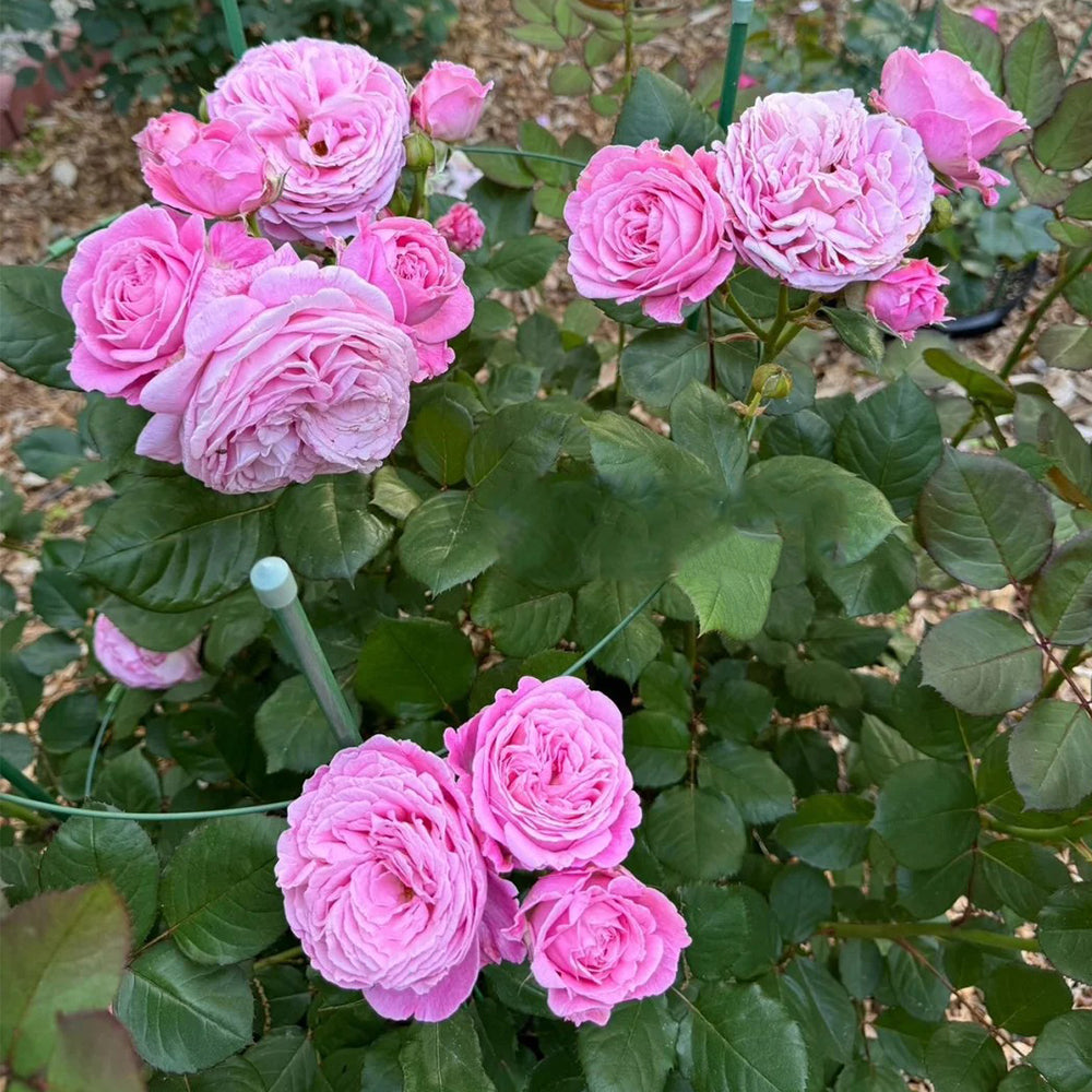 Summer Romance German Florist Shrub Rose