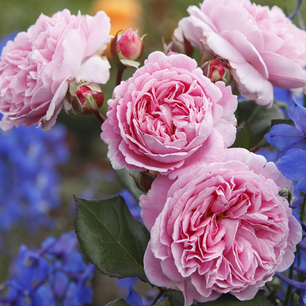 Summer Romance German Florist Shrub Rose