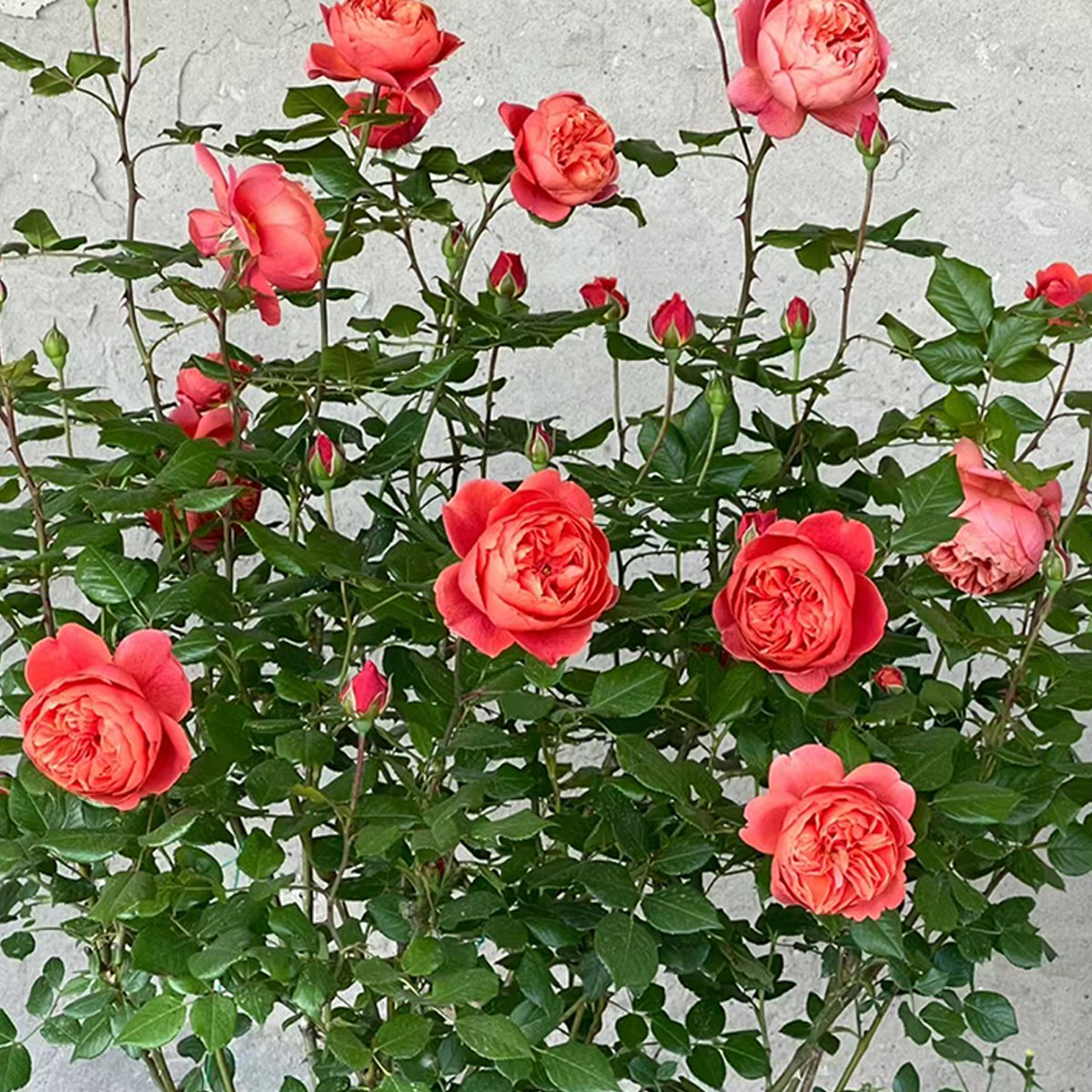 AUStango English Garden Shrub Rose