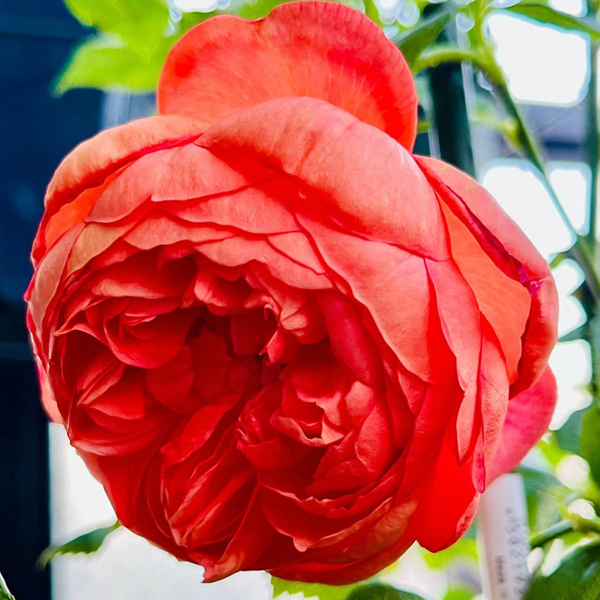 AUStango English Garden Shrub Rose