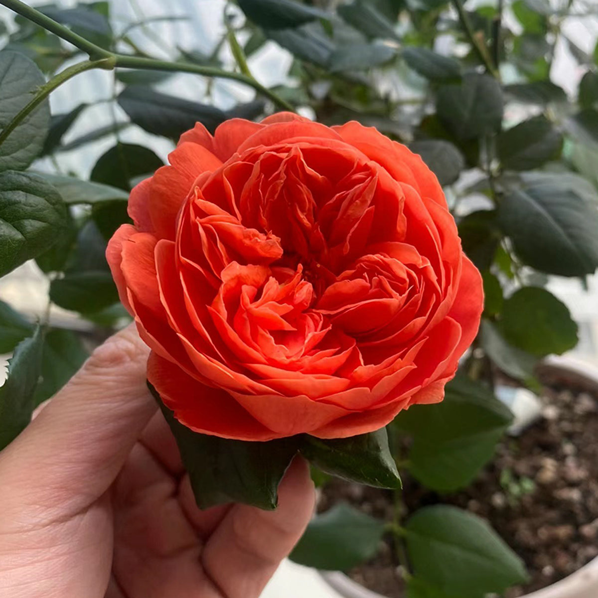 AUStango English Garden Shrub Rose