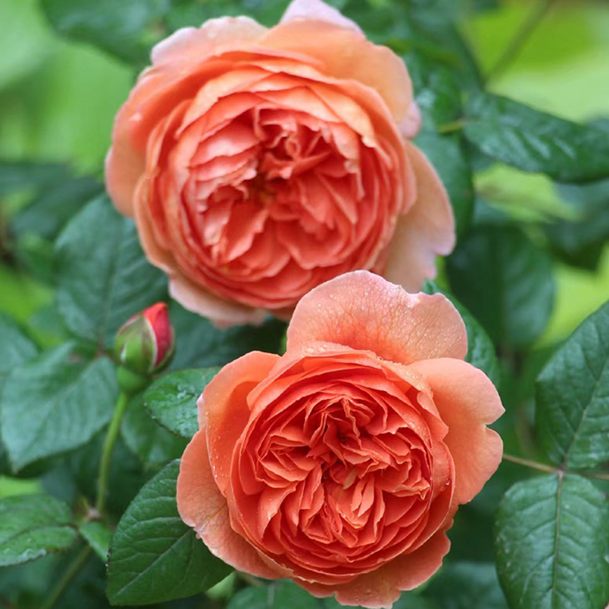 AUStango English Garden Shrub Rose
