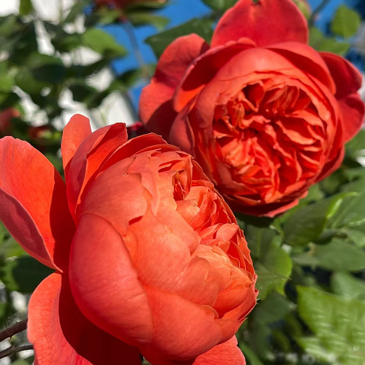 AUStango English Garden Shrub Rose