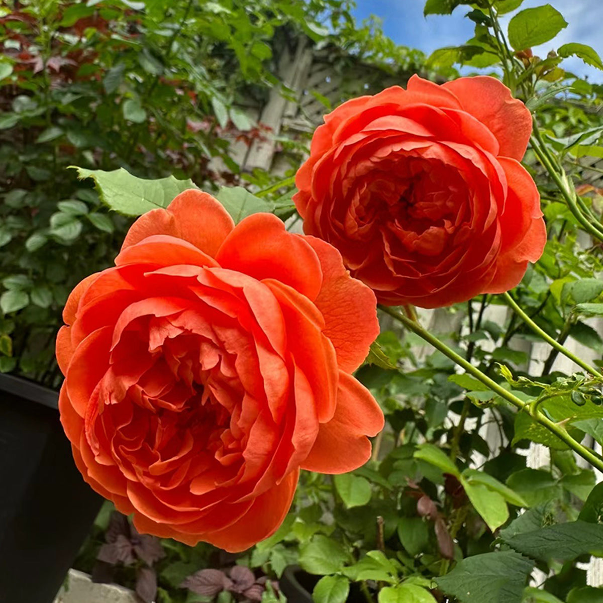 AUStango English Garden Shrub Rose