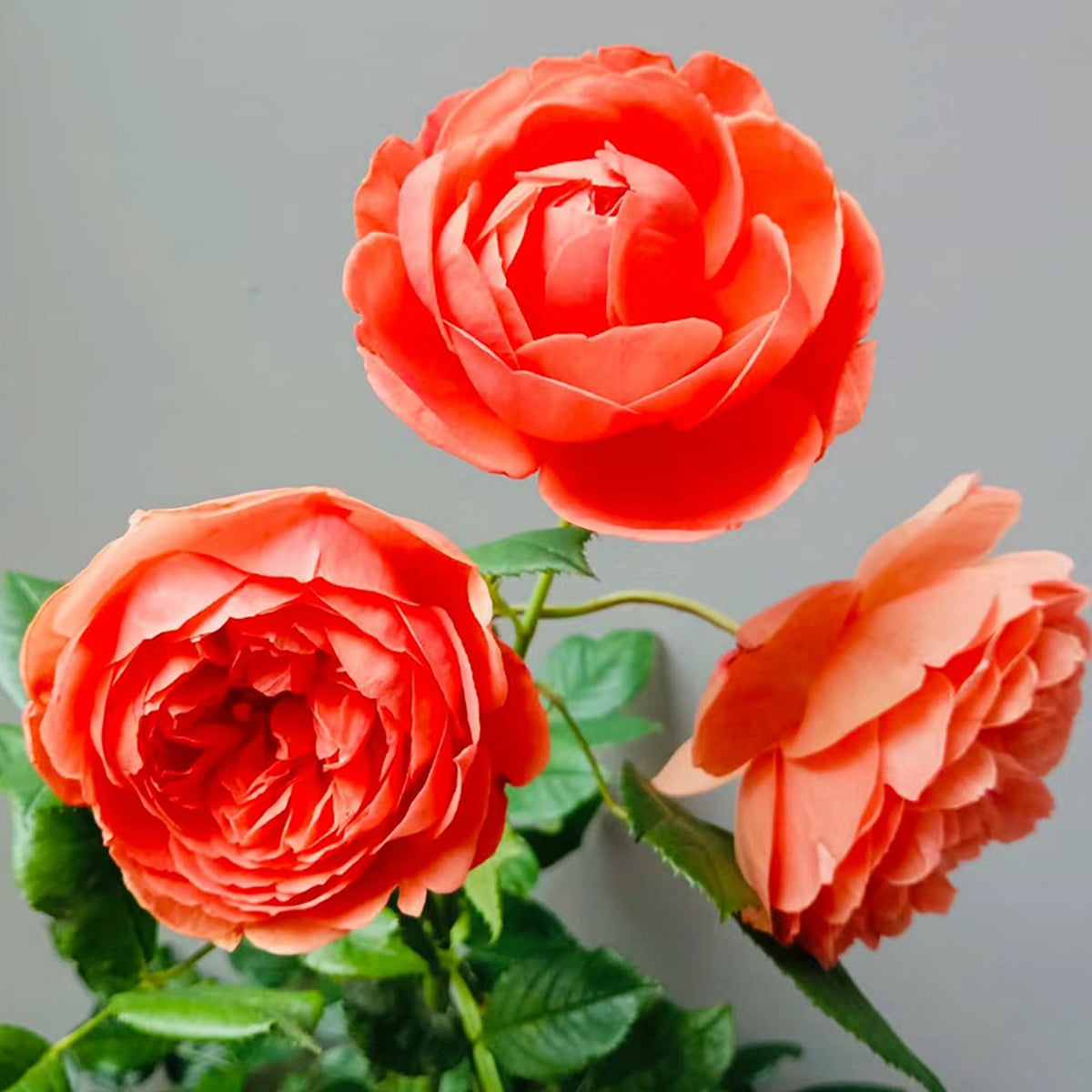 AUStango English Garden Shrub Rose