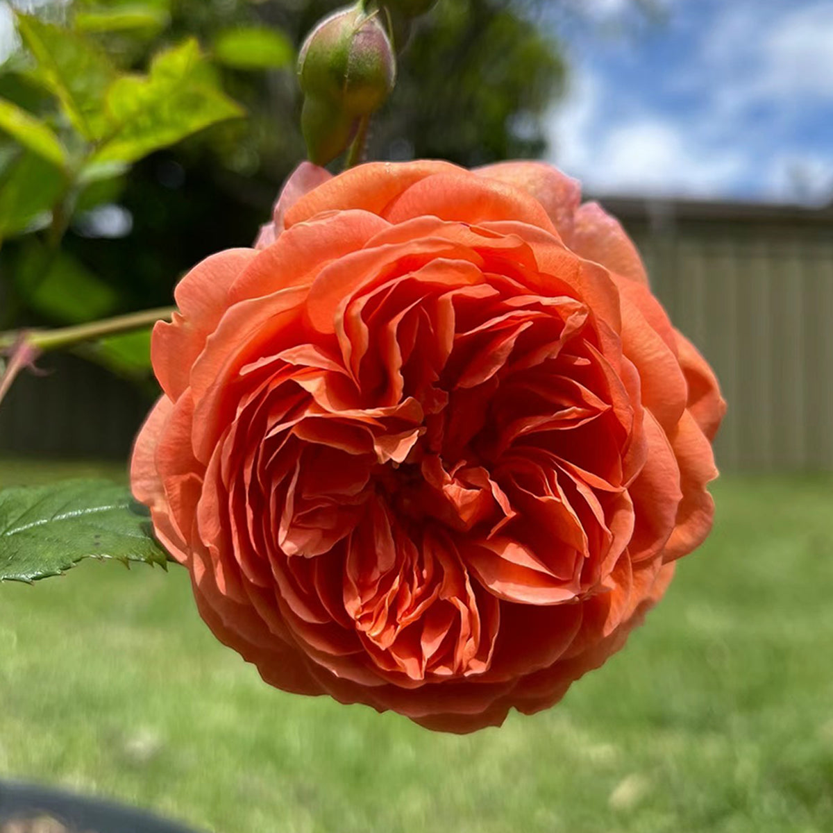 AUStango English Garden Shrub Rose