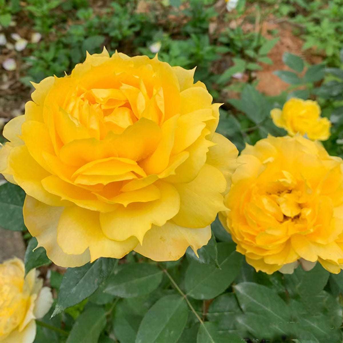 Sunny Antike German Florist Shrub Rose
