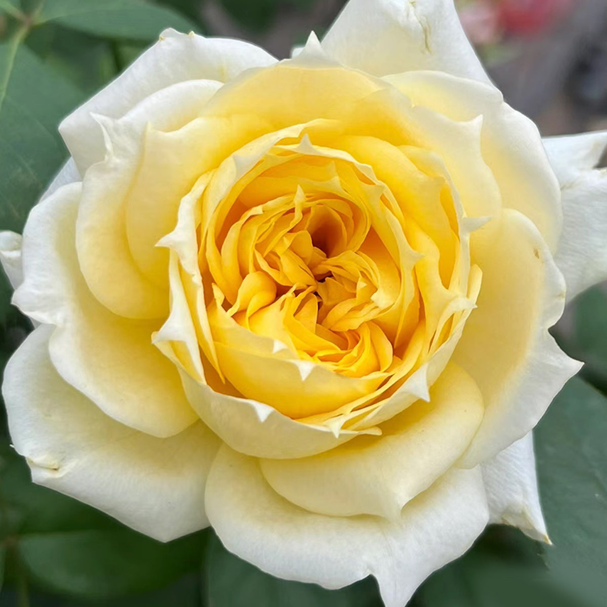 Sunny Antike German Florist Shrub Rose