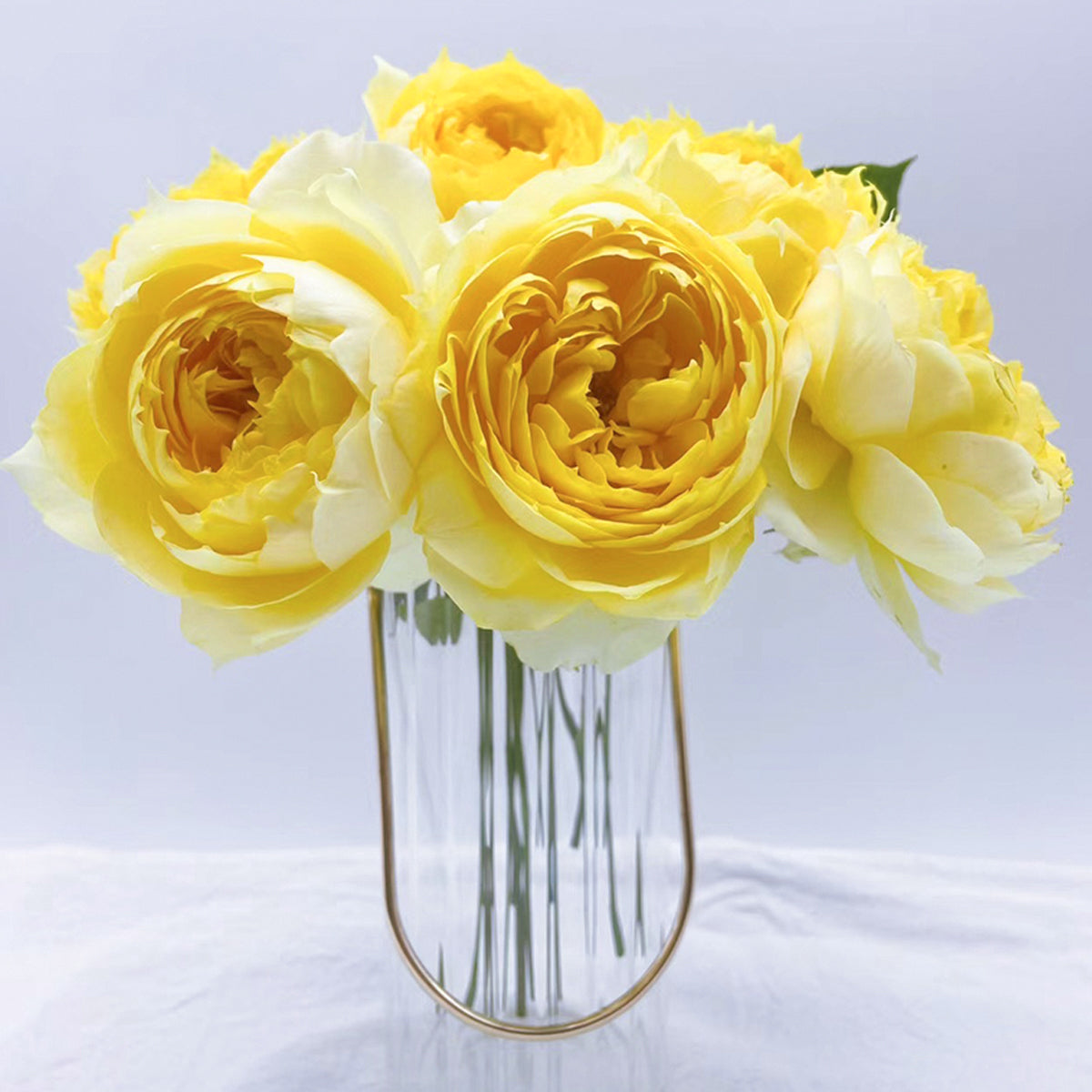 Sunny Antike German Florist Shrub Rose