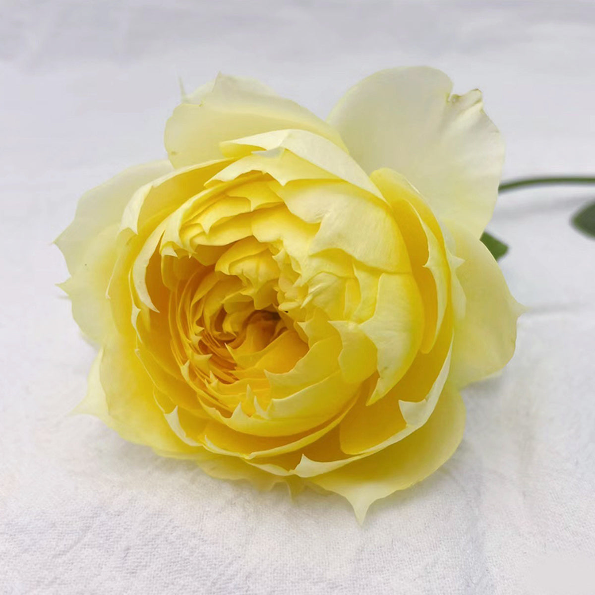 Sunny Antike German Florist Shrub Rose