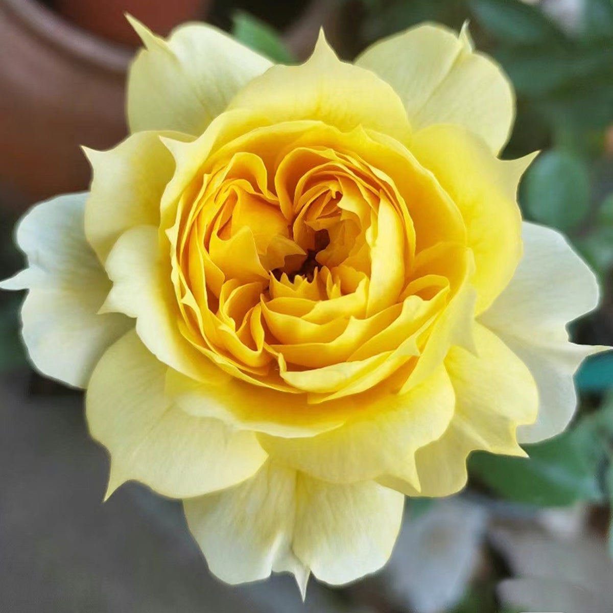 Sunny Antike German Florist Shrub Rose