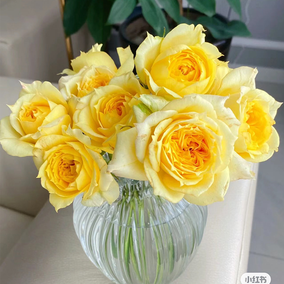 Sunny Antike German Florist Shrub Rose
