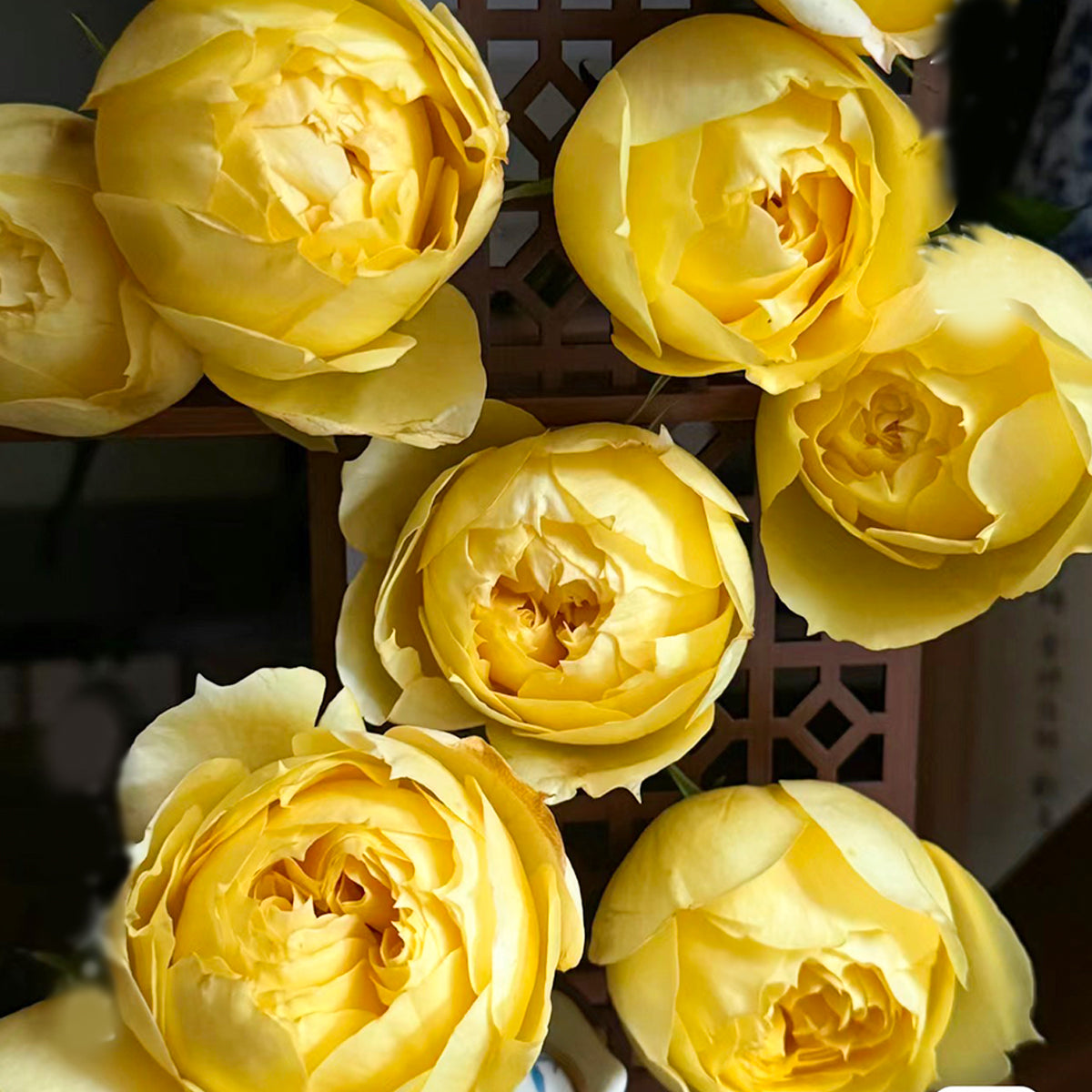 Sunny Antike German Florist Shrub Rose