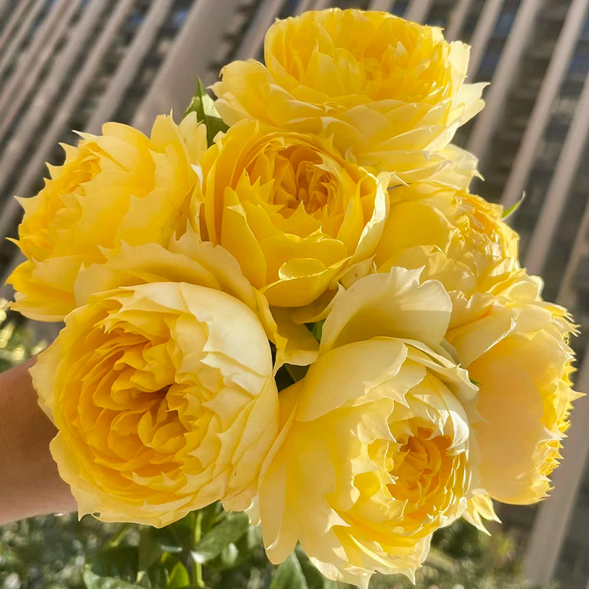 Sunny Antike German Florist Shrub Rose