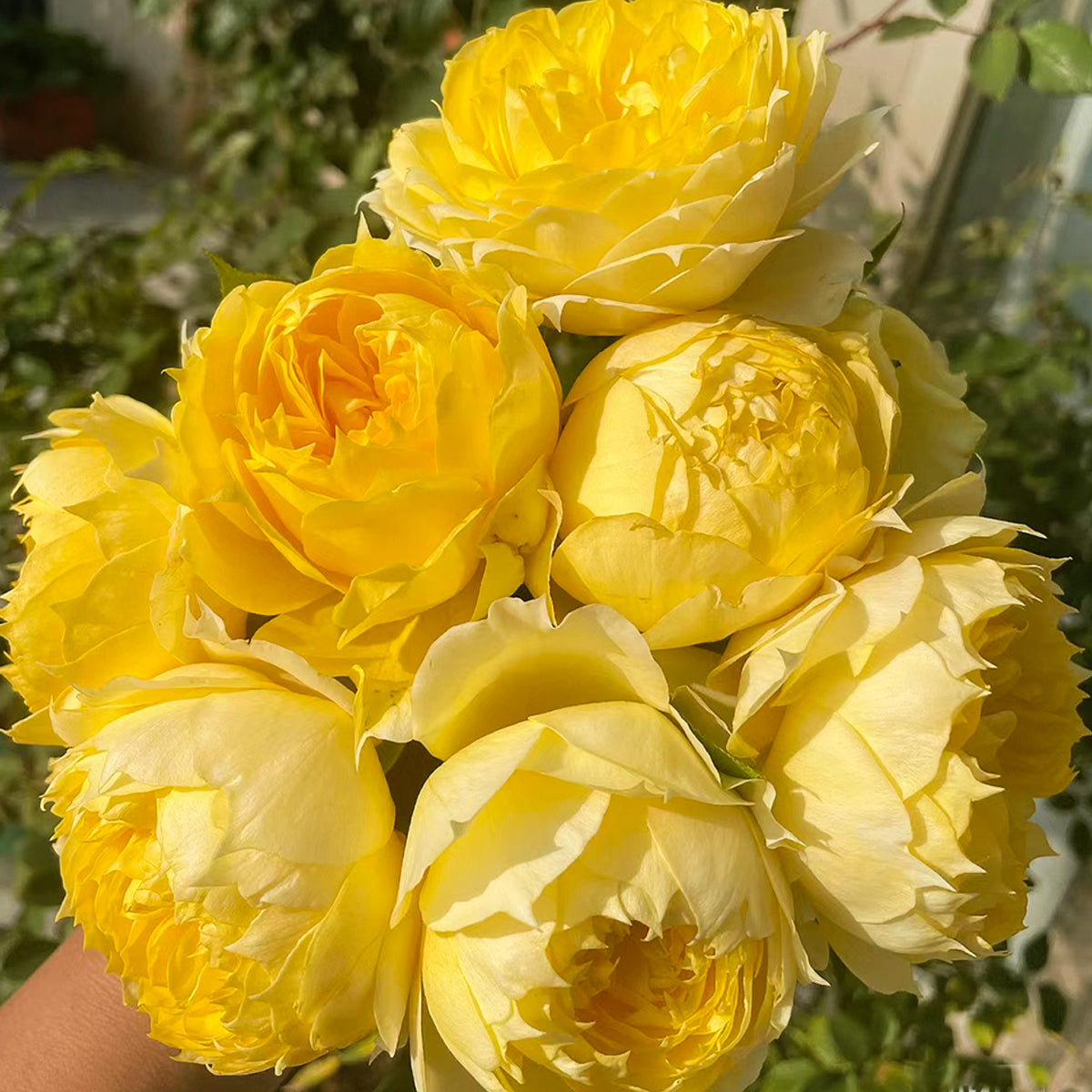 Sunny Antike German Florist Shrub Rose