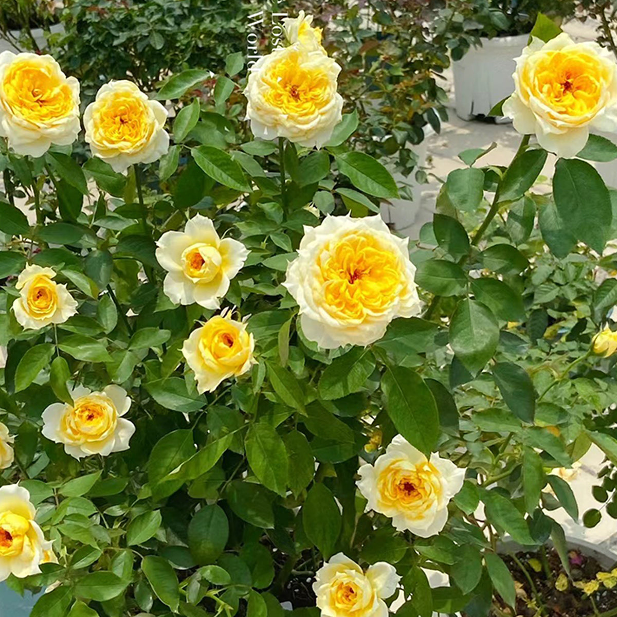 Sunny Antike German Florist Shrub Rose