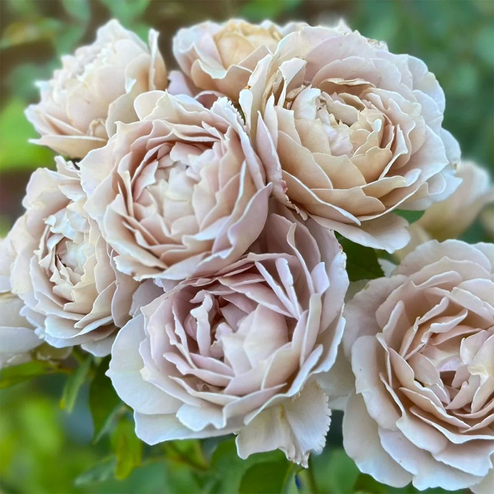 Suo Qingqiu Chinese Florist Shrub Rose