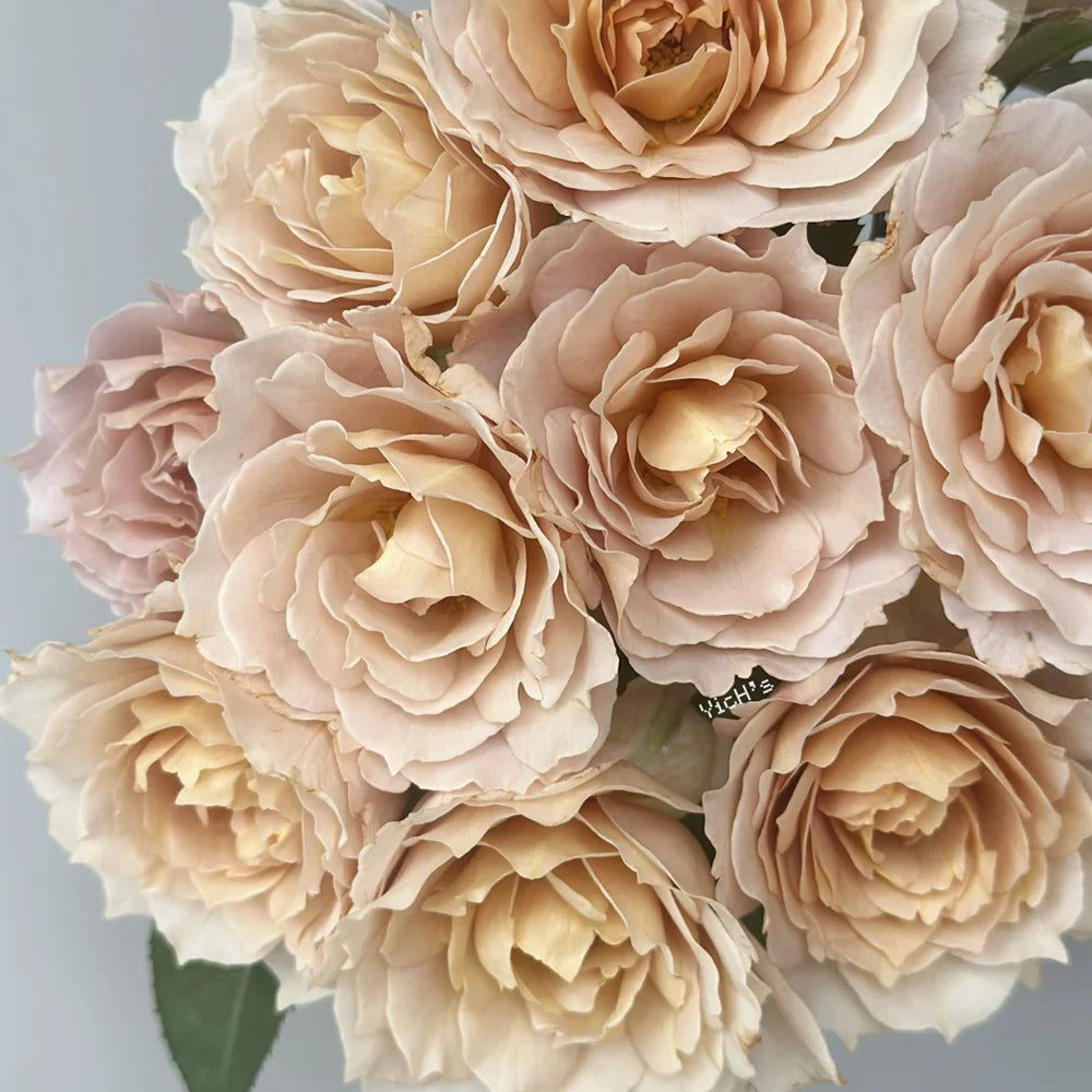 Suo Qingqiu Chinese Florist Shrub Rose