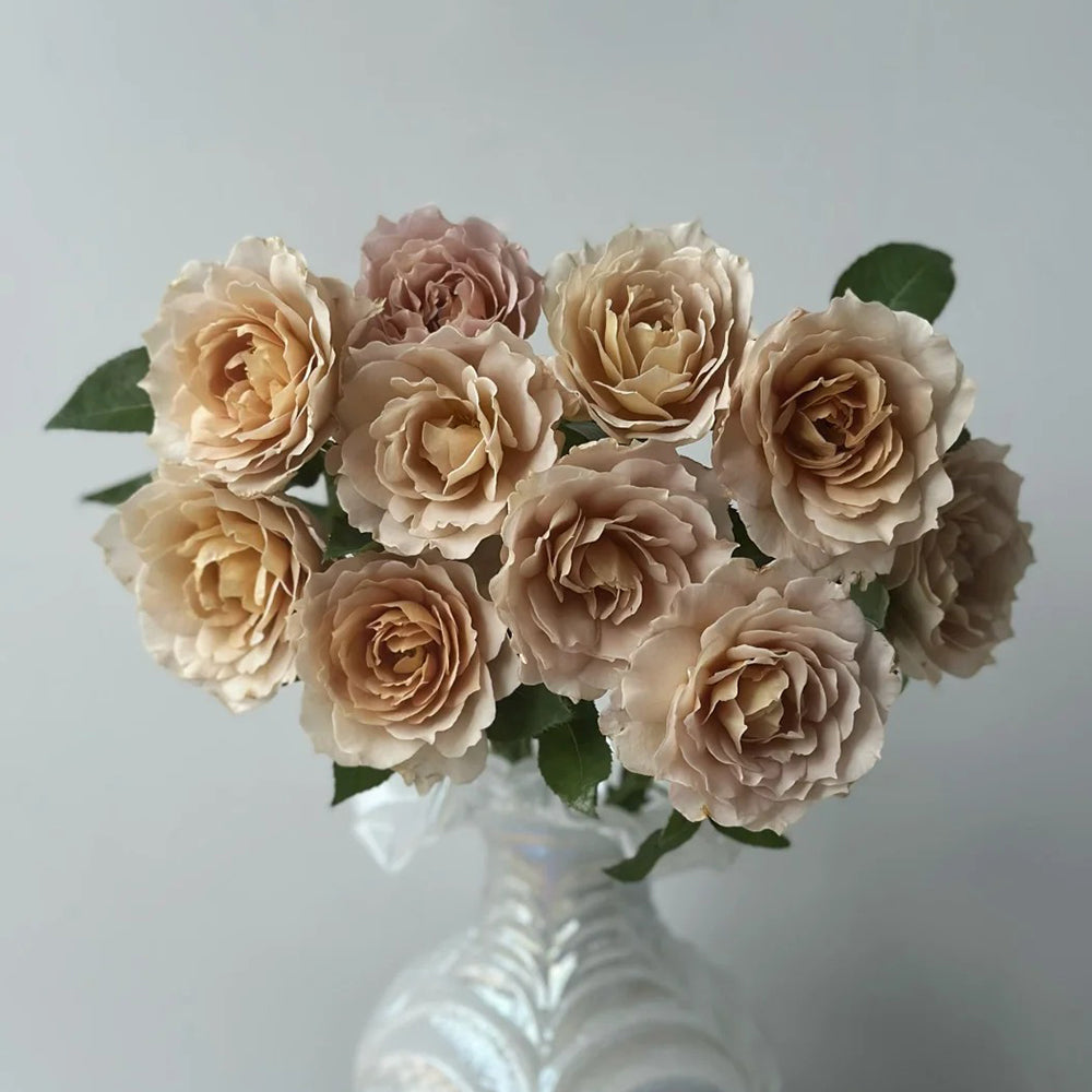 Suo Qingqiu Chinese Florist Shrub Rose