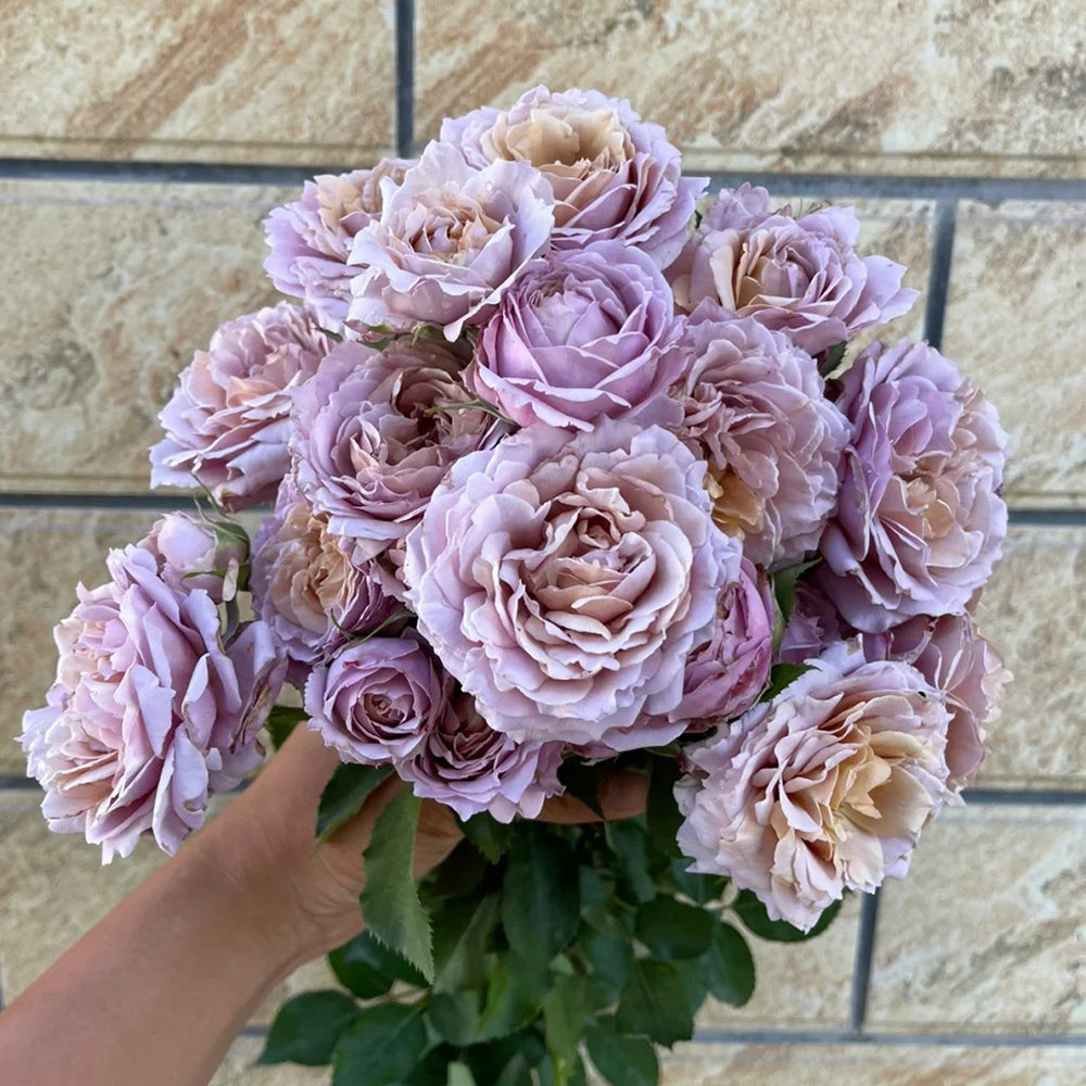 Suo Qingqiu Chinese Florist Shrub Rose