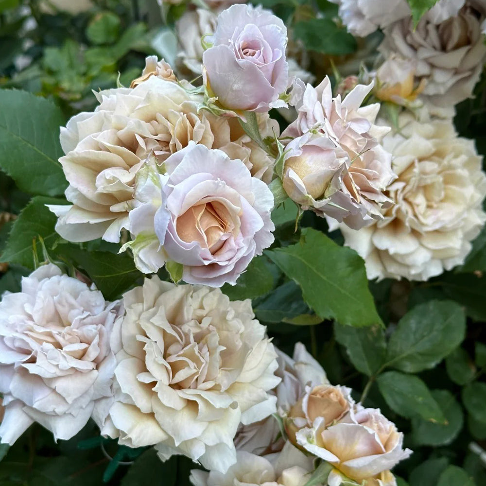 Suo Qingqiu Chinese Florist Shrub Rose