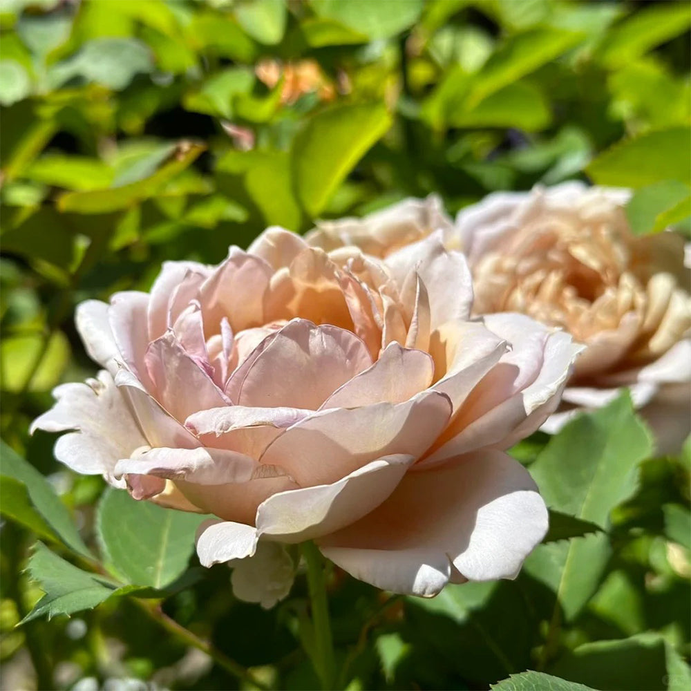 Suo Qingqiu Chinese Florist Shrub Rose