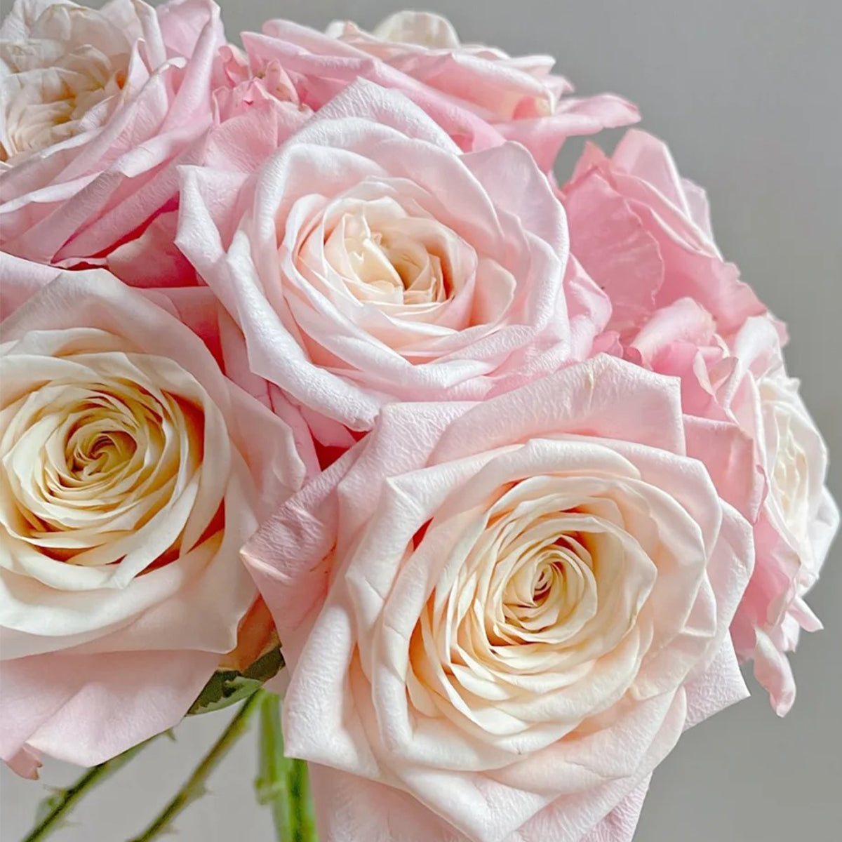 Supless Ecuador Florist Shrub Rose