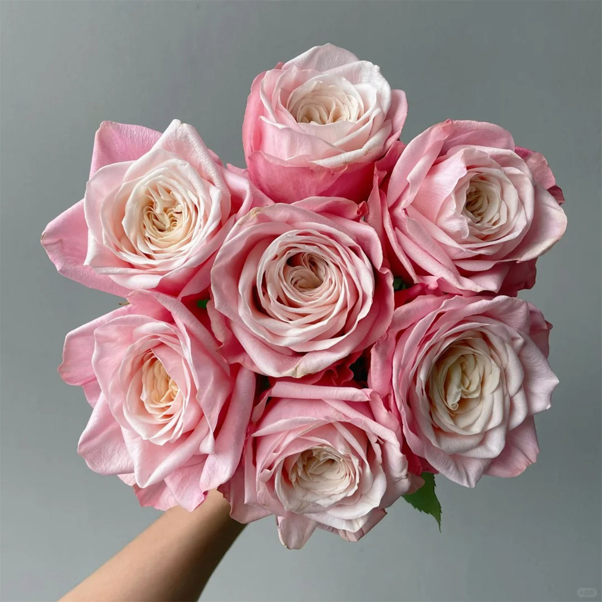 Supless Ecuador Florist Shrub Rose