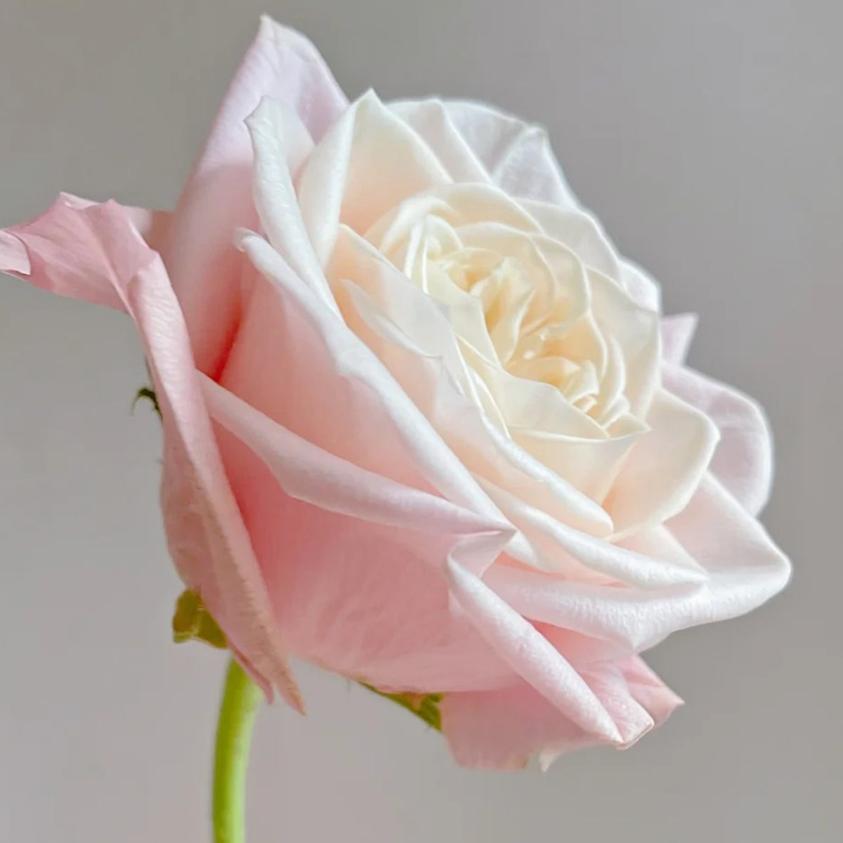 Supless Ecuador Florist Shrub Rose