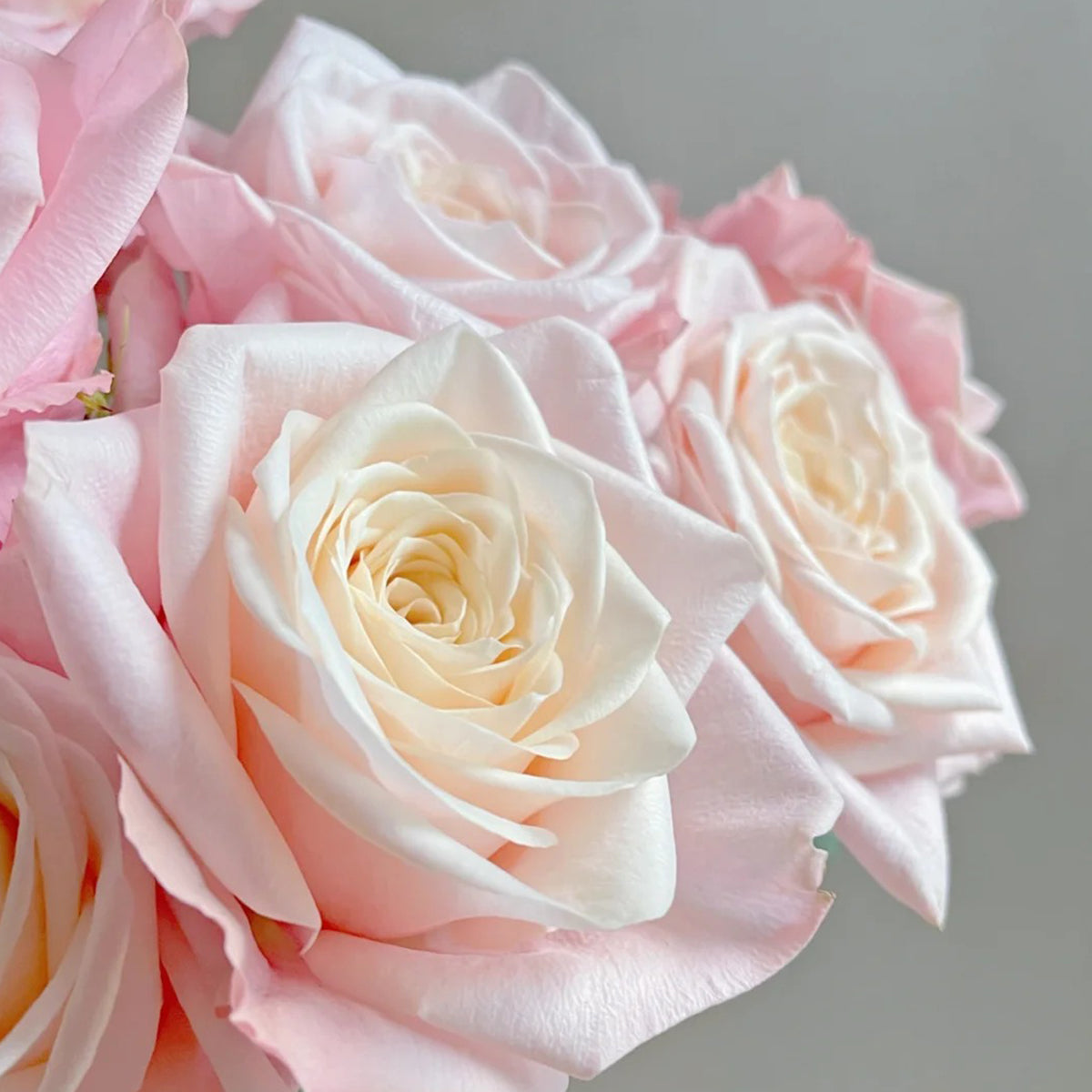 Supless Ecuador Florist Shrub Rose