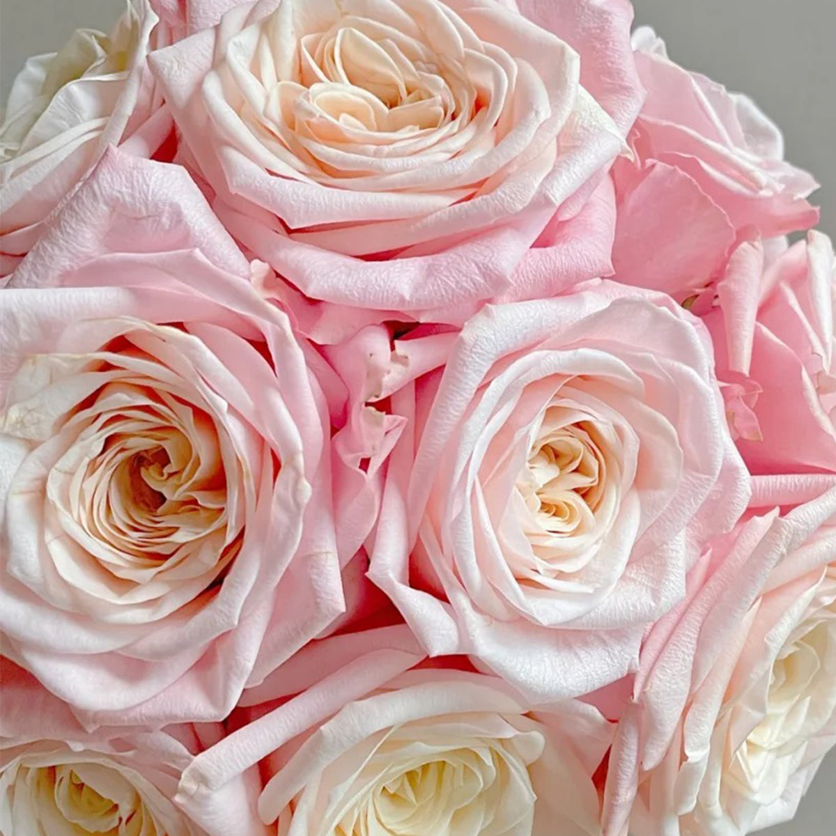 Supless Ecuador Florist Shrub Rose