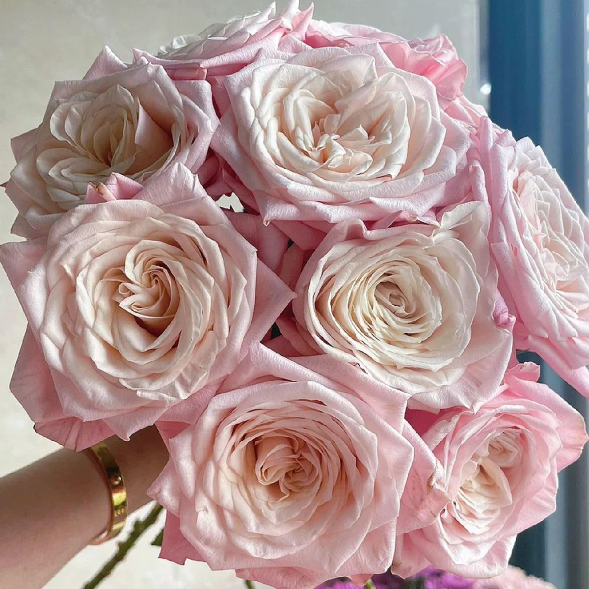 Supless Ecuador Florist Shrub Rose