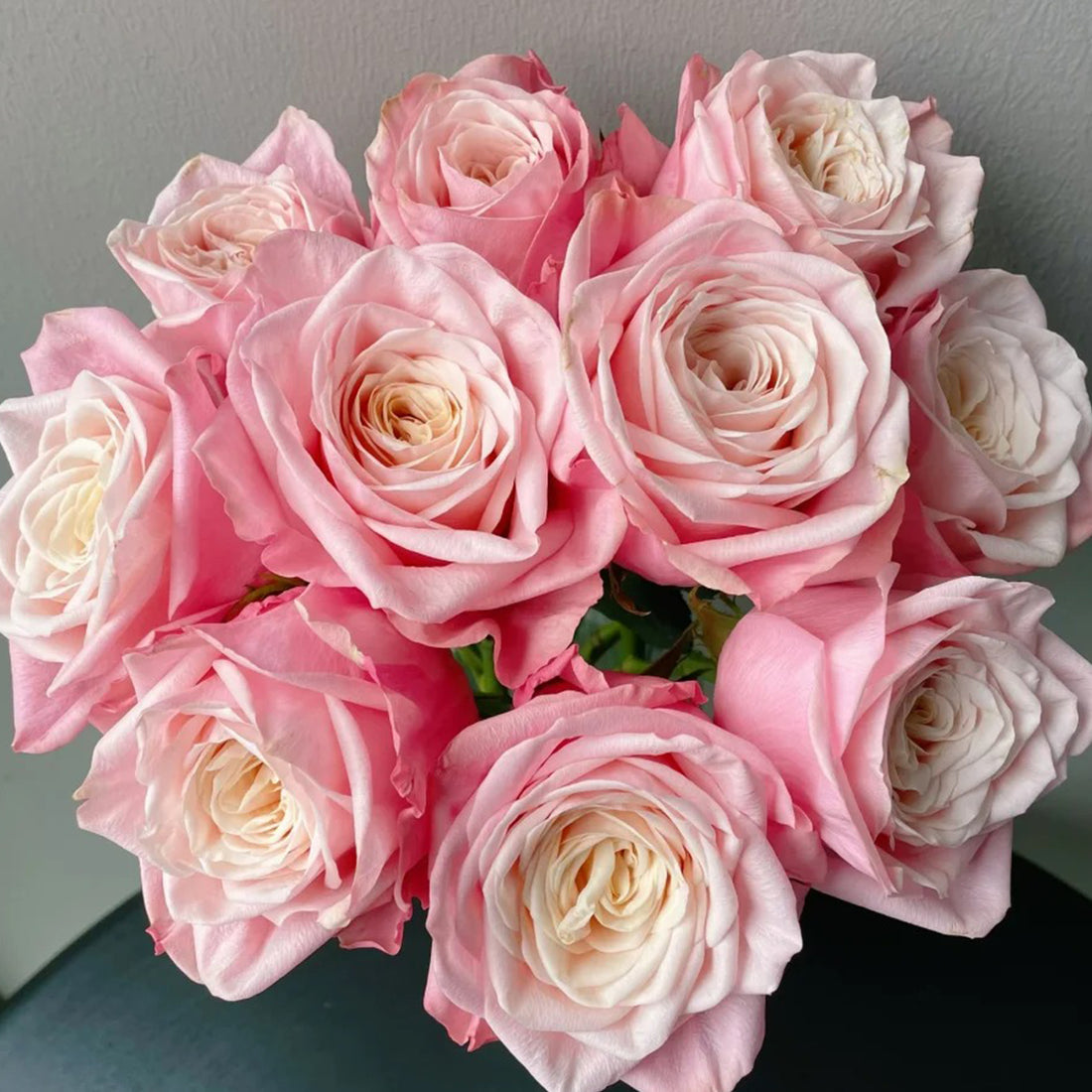 Supless Ecuador Florist Shrub Rose
