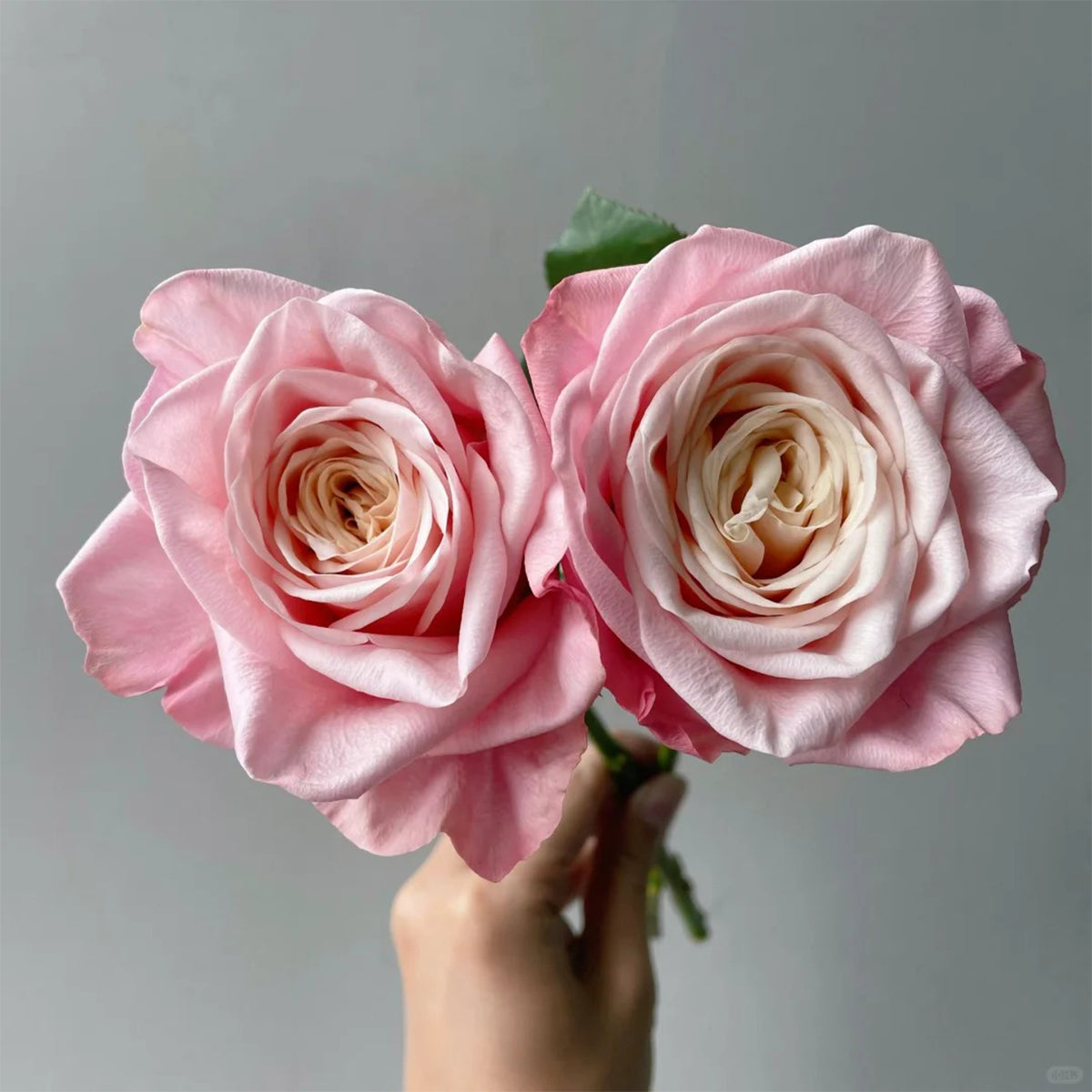 Supless Ecuador Florist Shrub Rose