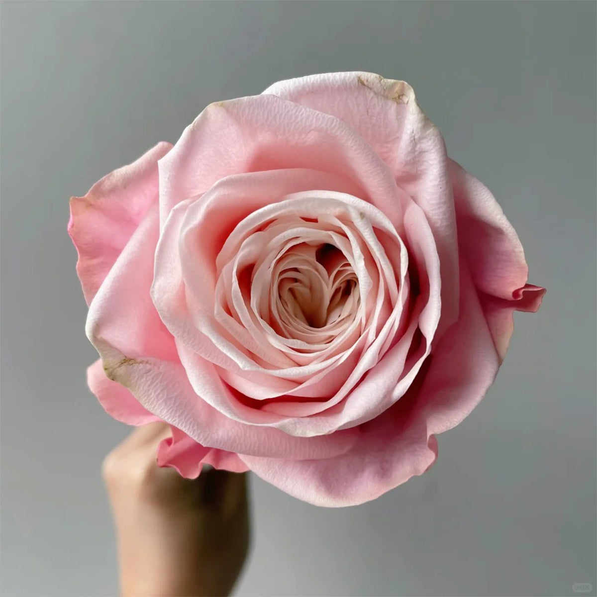 Supless Ecuador Florist Shrub Rose