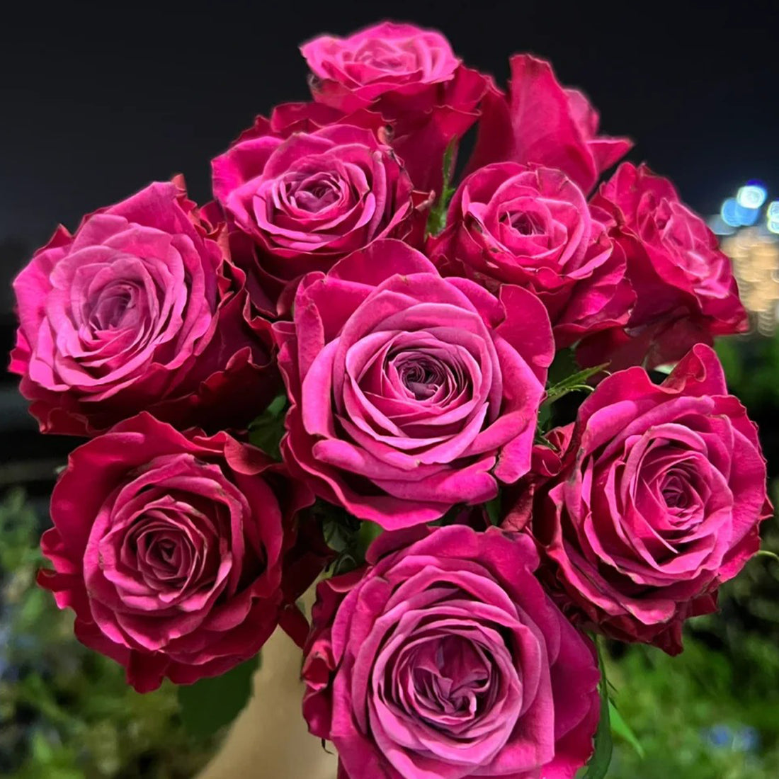 Susan Florist Shrub Rose