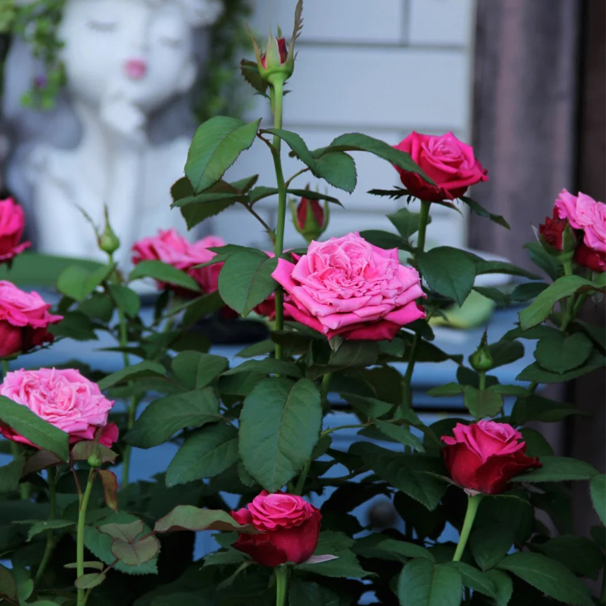 Susan Florist Shrub Rose