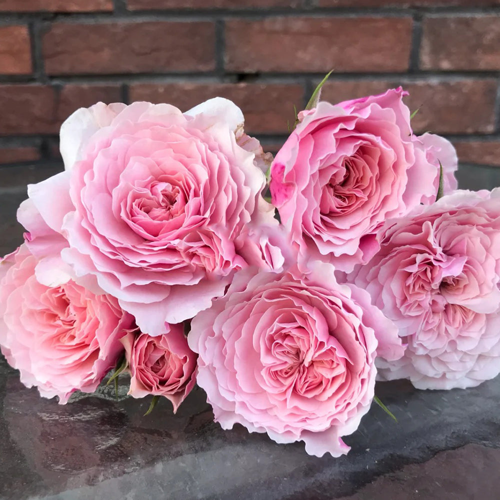 Sweet Antike German Florist Shrub Rose