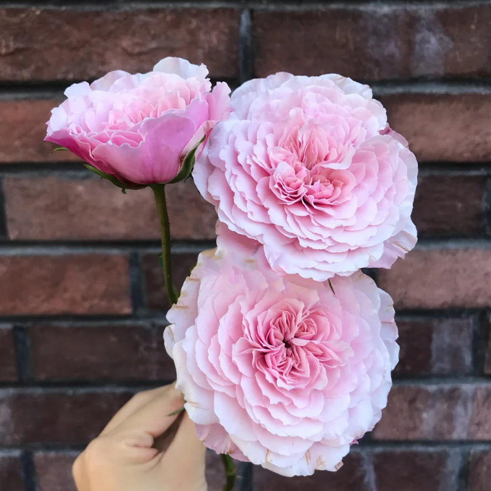 Sweet Antike German Florist Shrub Rose