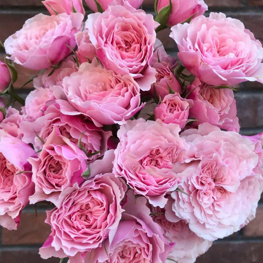 Sweet Antike German Florist Shrub Rose