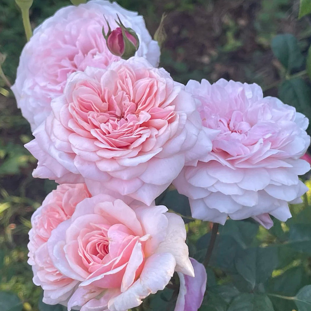Sweet Antike German Florist Shrub Rose