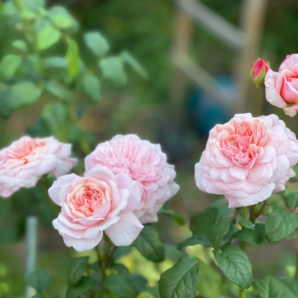 Sweet Antike German Florist Shrub Rose