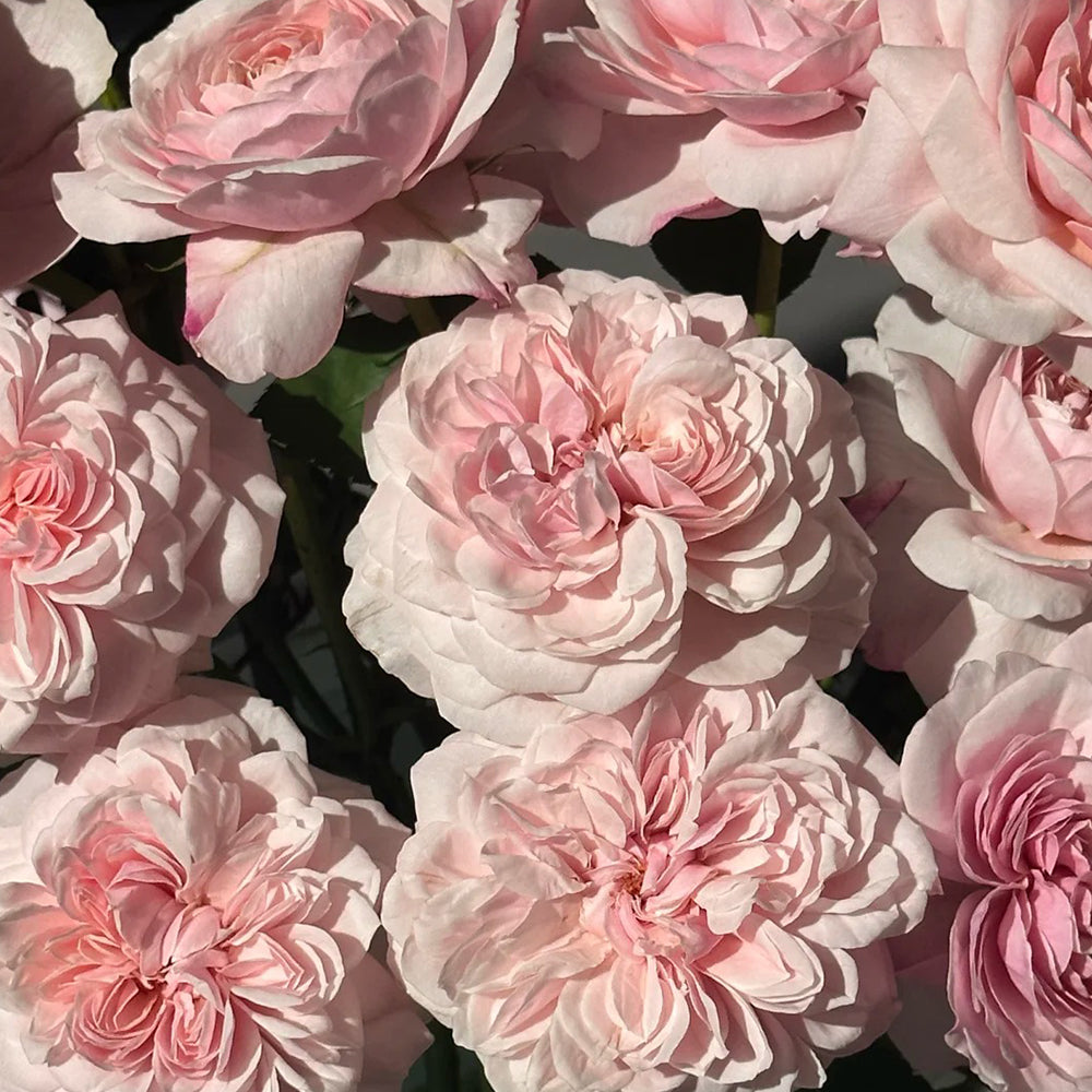 Sweet Antike German Florist Shrub Rose
