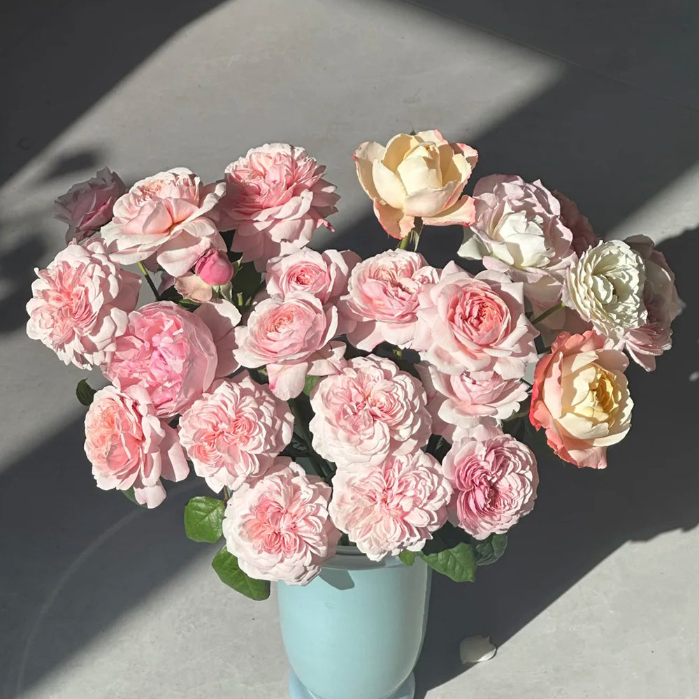 Sweet Antike German Florist Shrub Rose