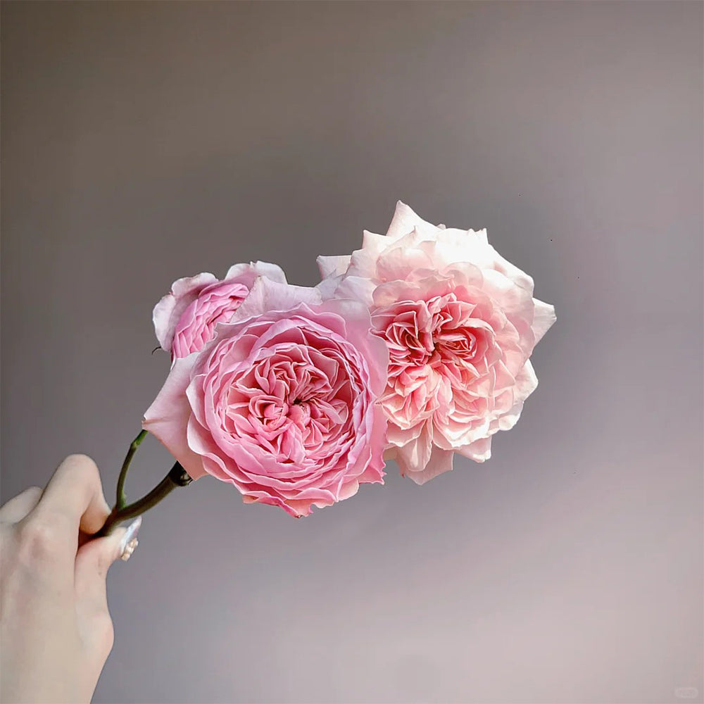 Sweet Antike German Florist Shrub Rose