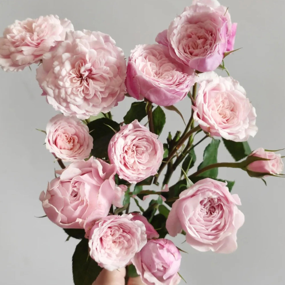 Sweet Antike German Florist Shrub Rose
