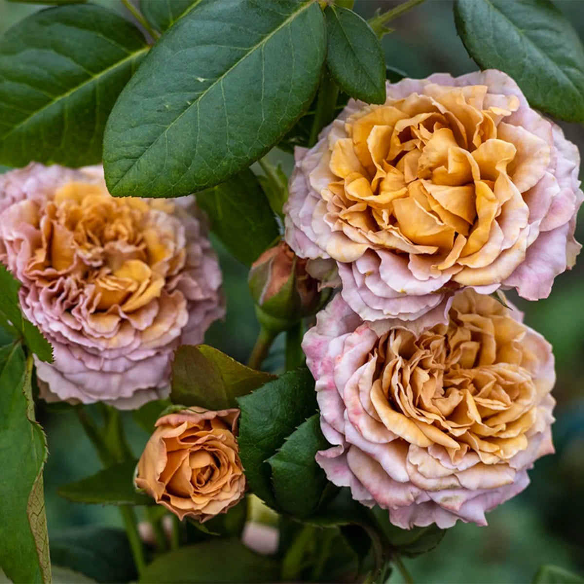 Sweet Choco Japanese Florist Shrub Rose