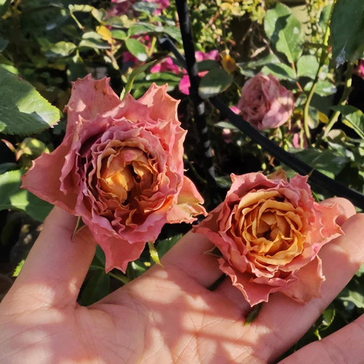 Sweet Choco Japanese Florist Shrub Rose